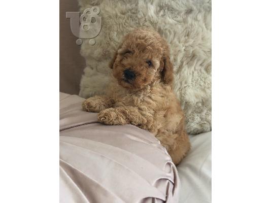 PoulaTo: Εκπληκτικά κουτάβια poodle παιχνιδιών